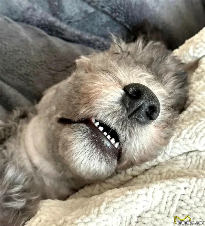 笑不活了,牙齿竟然是小手套形状!晒出你们狗狗牙齿形状!哈哈