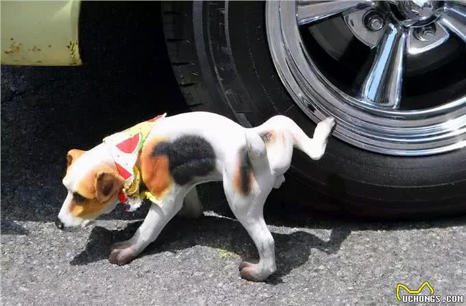 有教养的狗狗，不会做这几件事