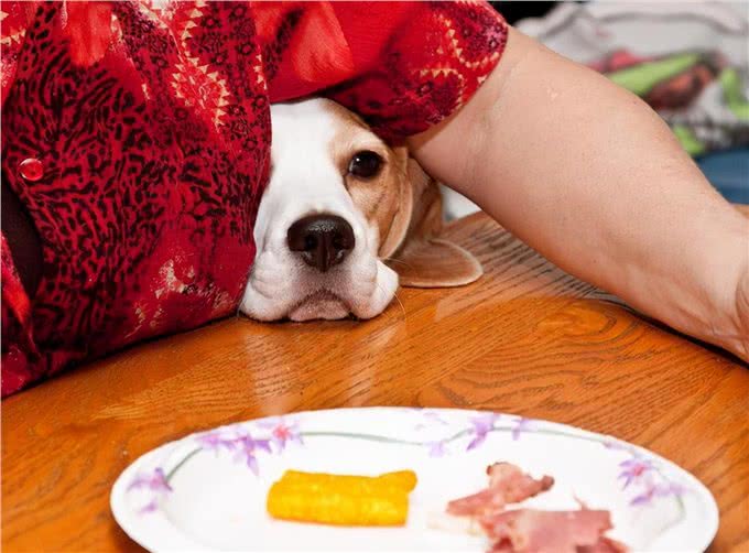 有教养的狗狗，不会做这几件事