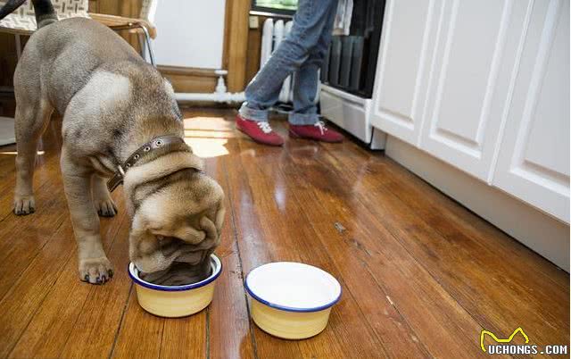 有教养的狗狗，不会做这几件事