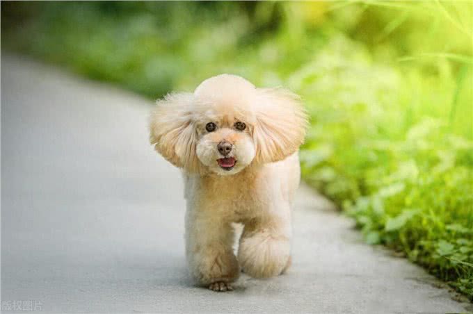 泰迪犬的这些训练方法你都知道吗?泰迪犬日常口令训练技巧!