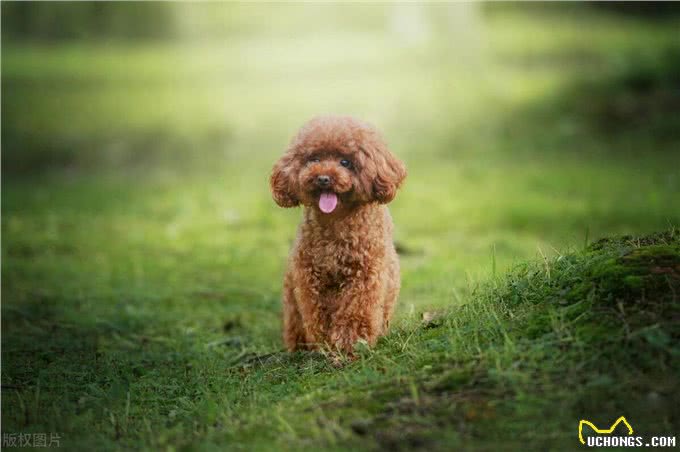 泰迪犬的这些训练方法你都知道吗?泰迪犬日常口令训练技巧!