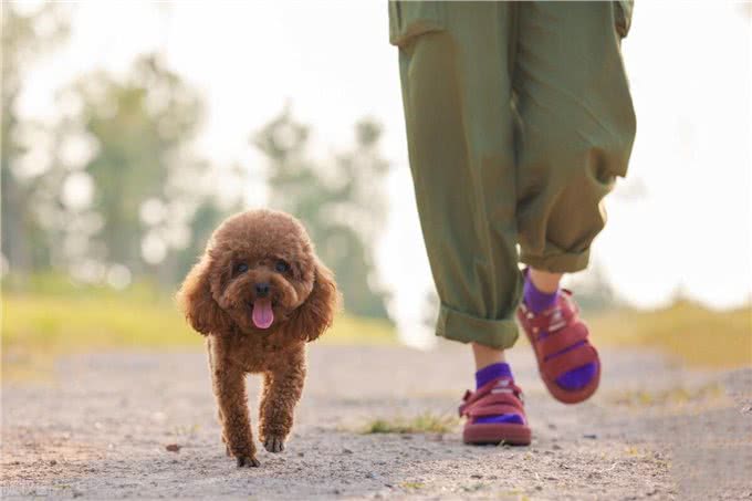 泰迪犬的这些训练方法你都知道吗?泰迪犬日常口令训练技巧!