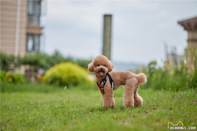 泰迪犬的这些训练方法你都知道吗?泰迪犬日常口令训练技巧!