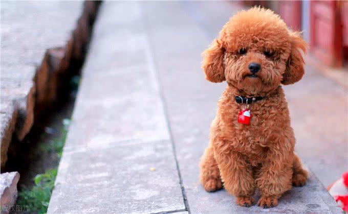 泰迪犬的这些训练方法你都知道吗?泰迪犬日常口令训练技巧!