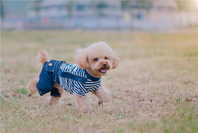 泰迪犬的这些训练方法你都知道吗?泰迪犬日常口令训练技巧!