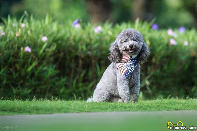 泰迪犬的这些训练方法你都知道吗?泰迪犬日常口令训练技巧!