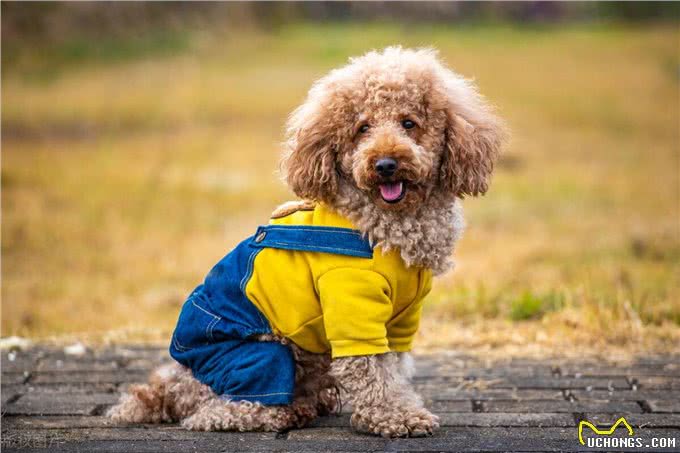 泰迪犬的这些训练方法你都知道吗?泰迪犬日常口令训练技巧!
