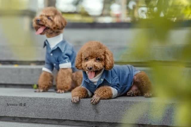 泰迪犬的这些训练方法你都知道吗?泰迪犬日常口令训练技巧!