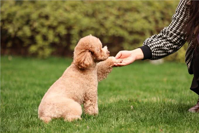 泰迪犬的这些训练方法你都知道吗?泰迪犬日常口令训练技巧!