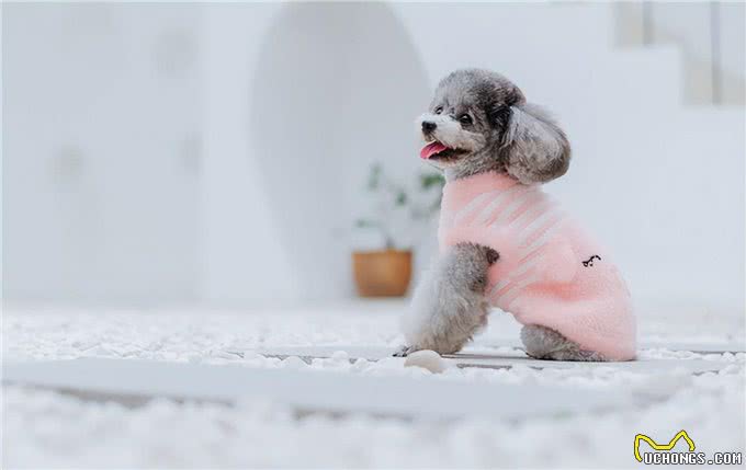 泰迪犬的这些训练方法你都知道吗?泰迪犬日常口令训练技巧!