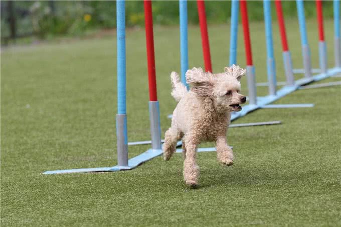泰迪犬的这些训练方法你都知道吗?泰迪犬日常口令训练技巧!