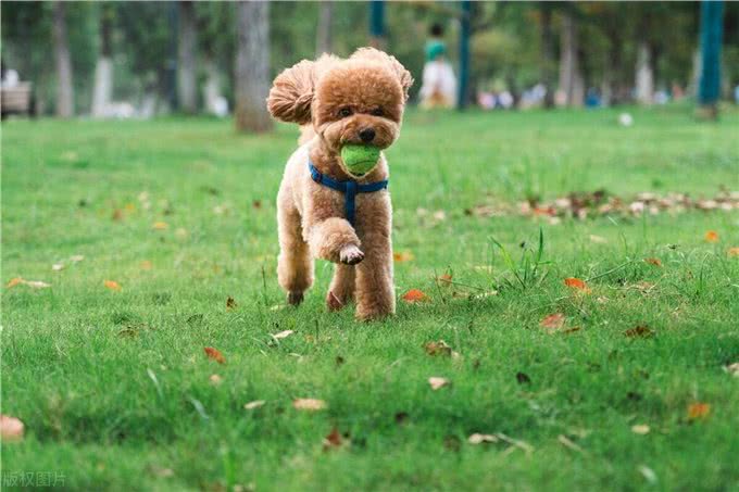 泰迪犬的这些训练方法你都知道吗?泰迪犬日常口令训练技巧!