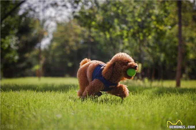 泰迪犬的这些训练方法你都知道吗?泰迪犬日常口令训练技巧!