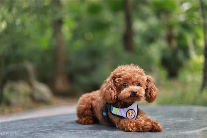 泰迪犬的这些训练方法你都知道吗?泰迪犬日常口令训练技巧!