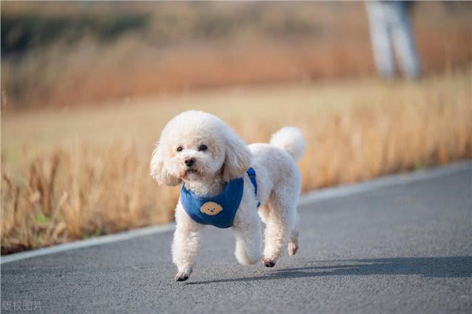 泰迪犬的这些训练方法你都知道吗?泰迪犬日常口令训练技巧!