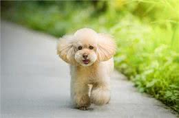 泰迪犬的这些训练方法你都知道吗?泰迪犬日常口令训练技巧!