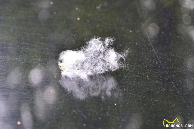 狗狗吐黄水带泡沫,农民兄弟教你咋解决