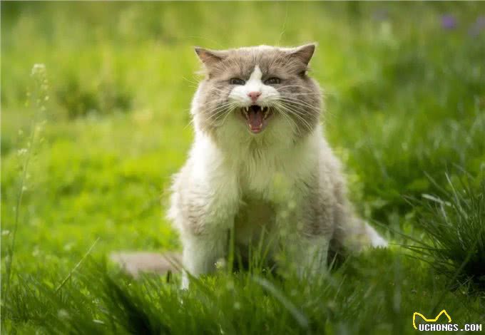 想和你的宠物交流?做几个动作或许就可以了