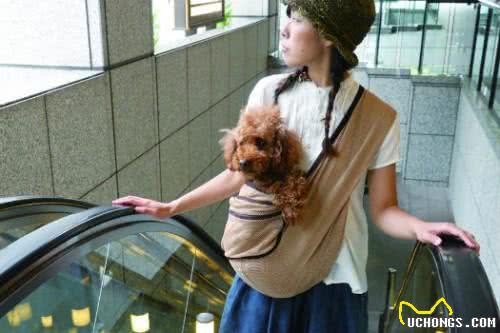 时尚又实用的汪星人背带:让你和狗狗一直在一起