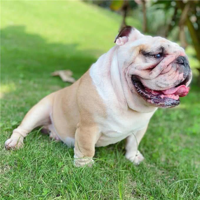 养宠须知|几种体味很重的狗子,新手慎养