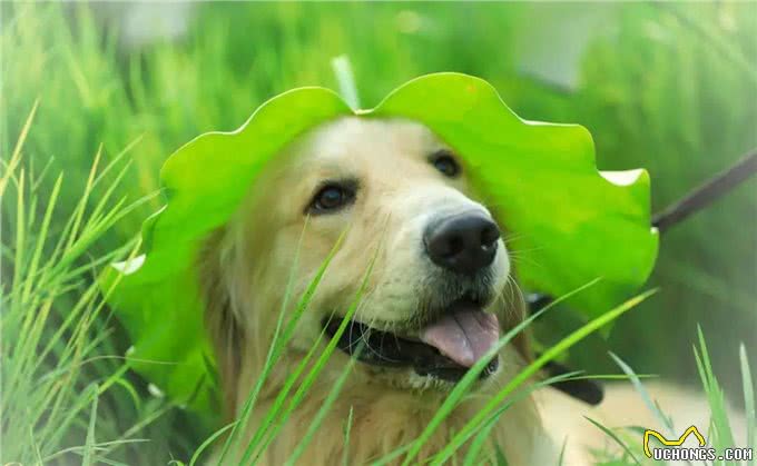 养宠须知|几种体味很重的狗子,新手慎养