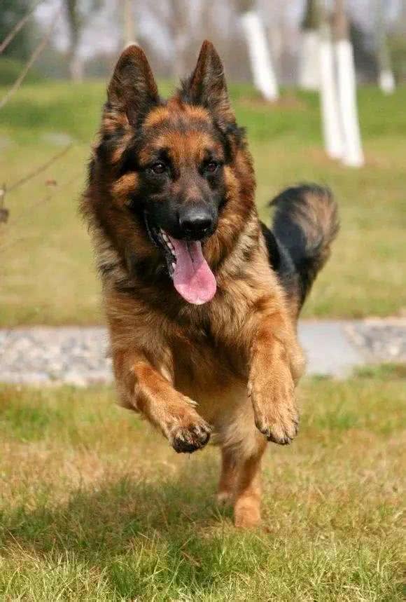 养宠须知|几种体味很重的狗子,新手慎养