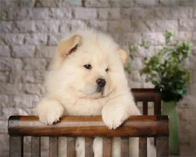 养宠须知|几种体味很重的狗子,新手慎养