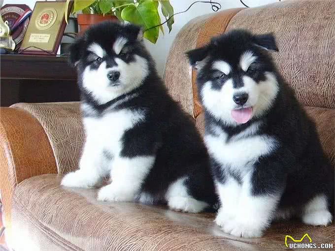 养宠须知|几种体味很重的狗子,新手慎养