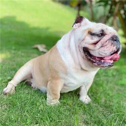 养宠须知|几种体味很重的狗子，新手慎养