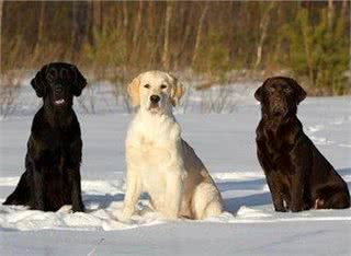 高智商与高颜值的完美结合—拉布拉多