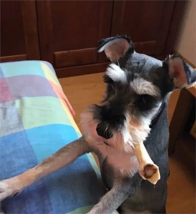 狗狗乱吃的后果有多严重