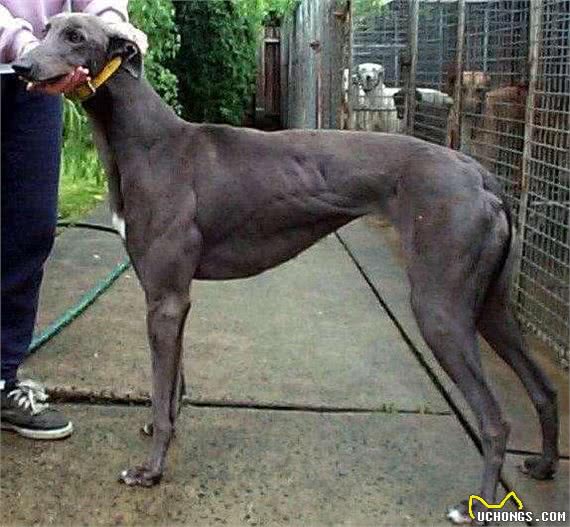 这是世界上跑的最快的狗狗，博尔特在它面前都要逊色一筹