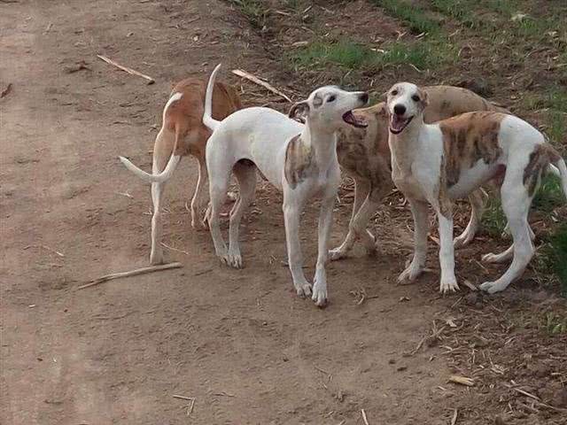 这是世界上跑的最快的狗狗，博尔特在它面前都要逊色一筹