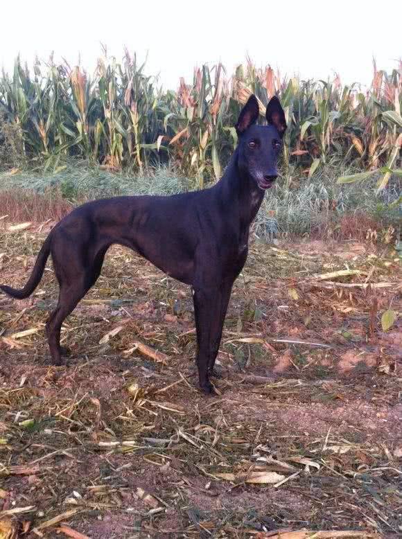 这是世界上跑的最快的狗狗，博尔特在它面前都要逊色一筹