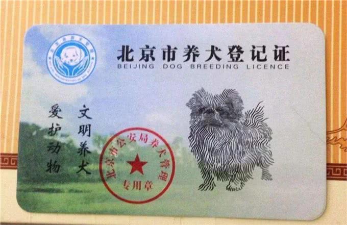 如何文明养犬?一文读懂→