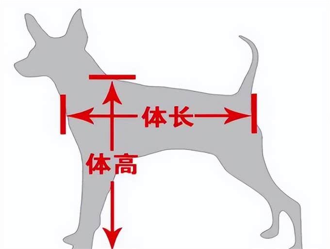 如何文明养犬?一文读懂→