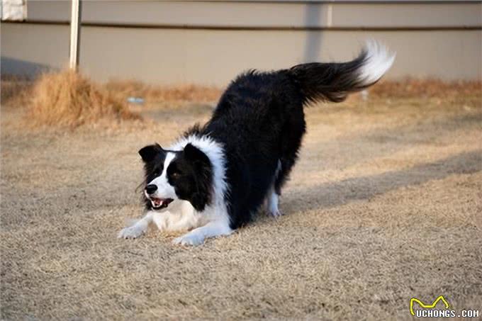 狗狗边趴着边走背后隐藏的心理与你应该注意的症状