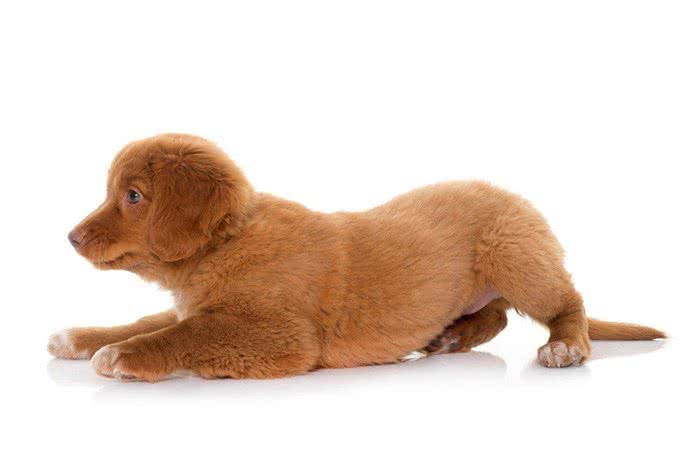 狗狗边趴着边走背后隐藏的心理与你应该注意的症状