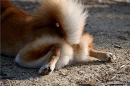 狗狗边趴着边走背后隐藏的心理与你应该注意的症状