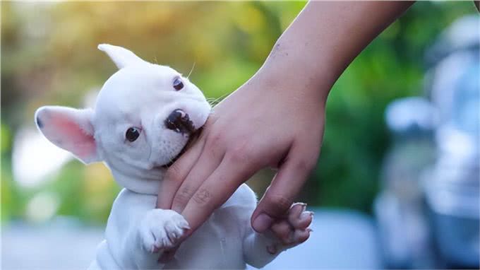 三千冷知识之:养狗后，我才恍然大悟:狗狗轻咬背后的秘密