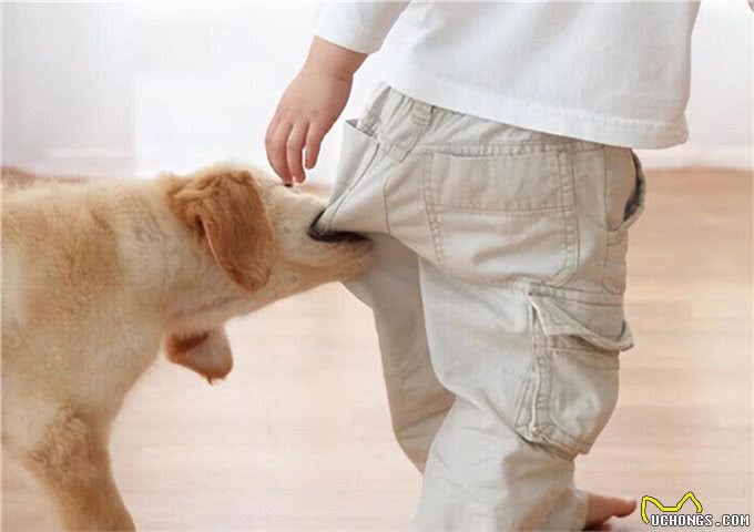 三千冷知识之:养狗后，我才恍然大悟:狗狗轻咬背后的秘密