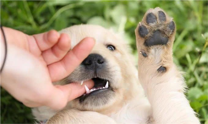 三千冷知识之:养狗后，我才恍然大悟:狗狗轻咬背后的秘密