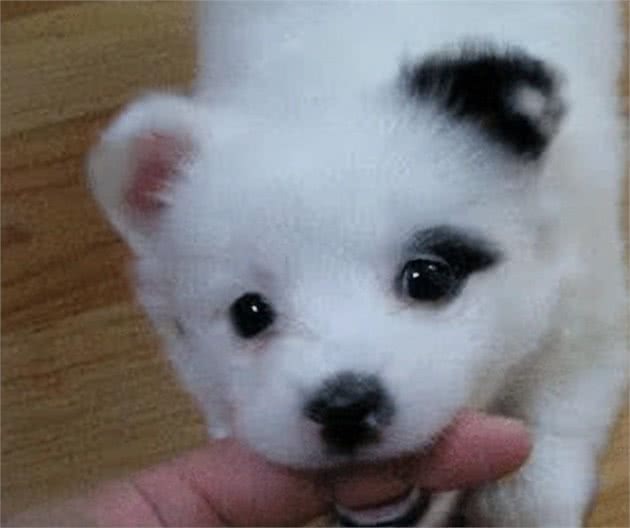 三千冷知识之:养狗后，我才恍然大悟:狗狗轻咬背后的秘密