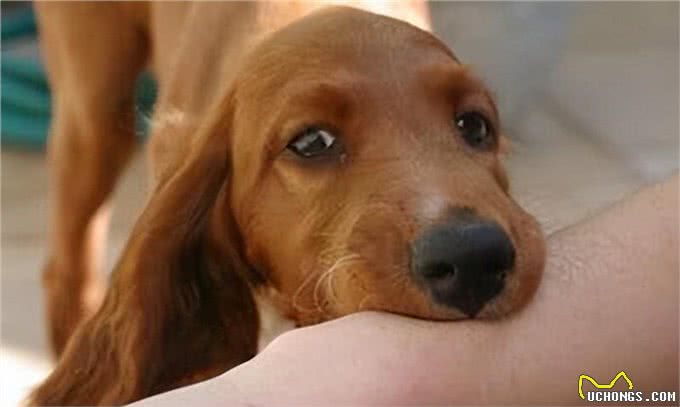 三千冷知识之:养狗后，我才恍然大悟:狗狗轻咬背后的秘密