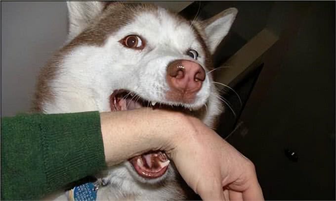 三千冷知识之:养狗后，我才恍然大悟:狗狗轻咬背后的秘密