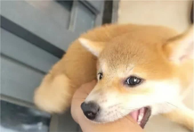 三千冷知识之:养狗后，我才恍然大悟:狗狗轻咬背后的秘密