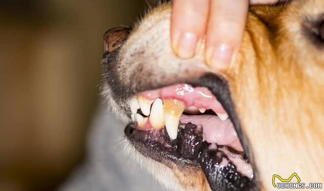 三千冷知识之:养狗后，我才恍然大悟:狗狗轻咬背后的秘密