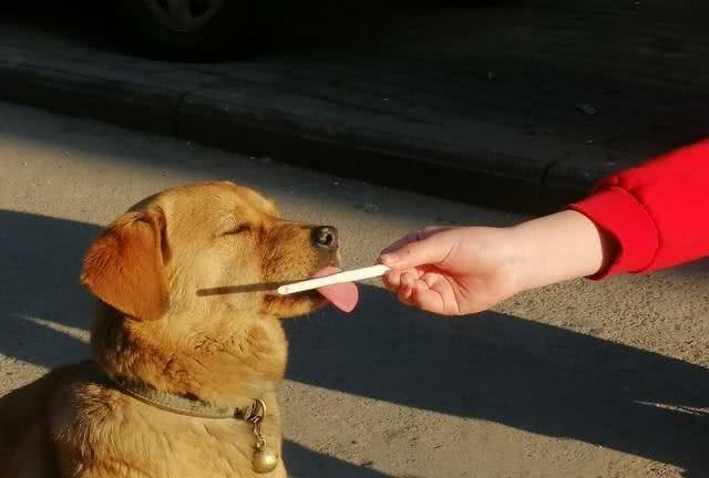 三千冷知识之:养狗后，我才恍然大悟:狗狗轻咬背后的秘密