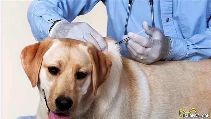 狗狗需要打的疫苗有哪些?多久打一次?